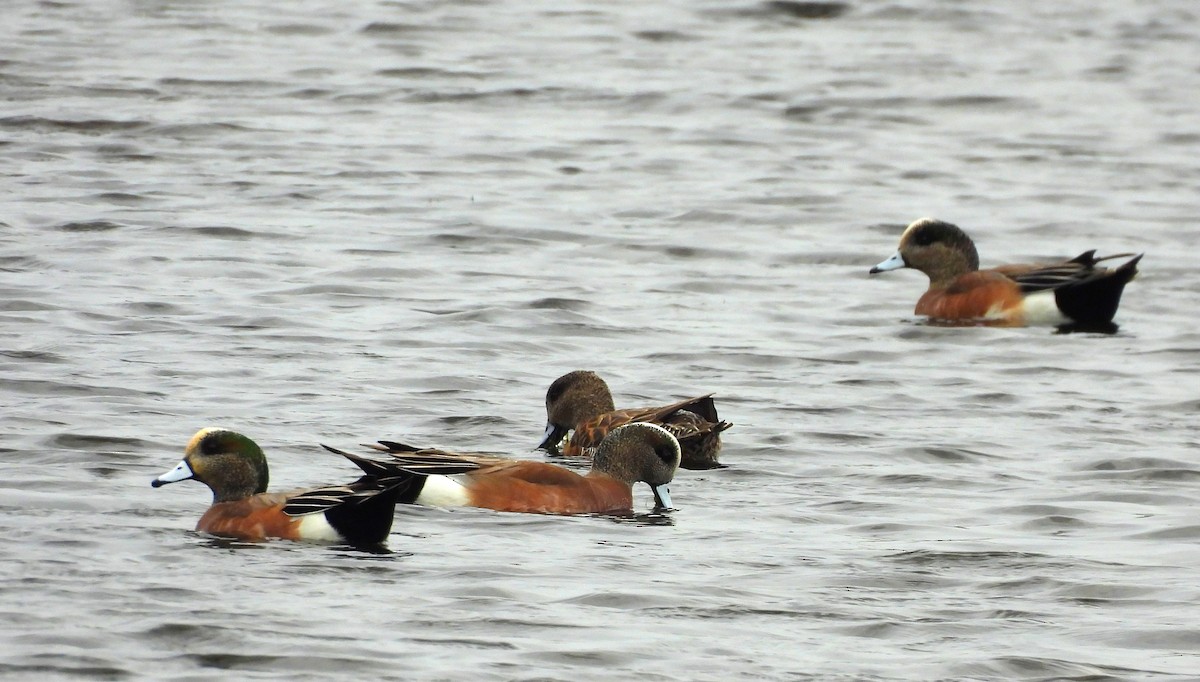 eBird Checklist 16 Jan 2024 Merritt Island NWR (Please consider