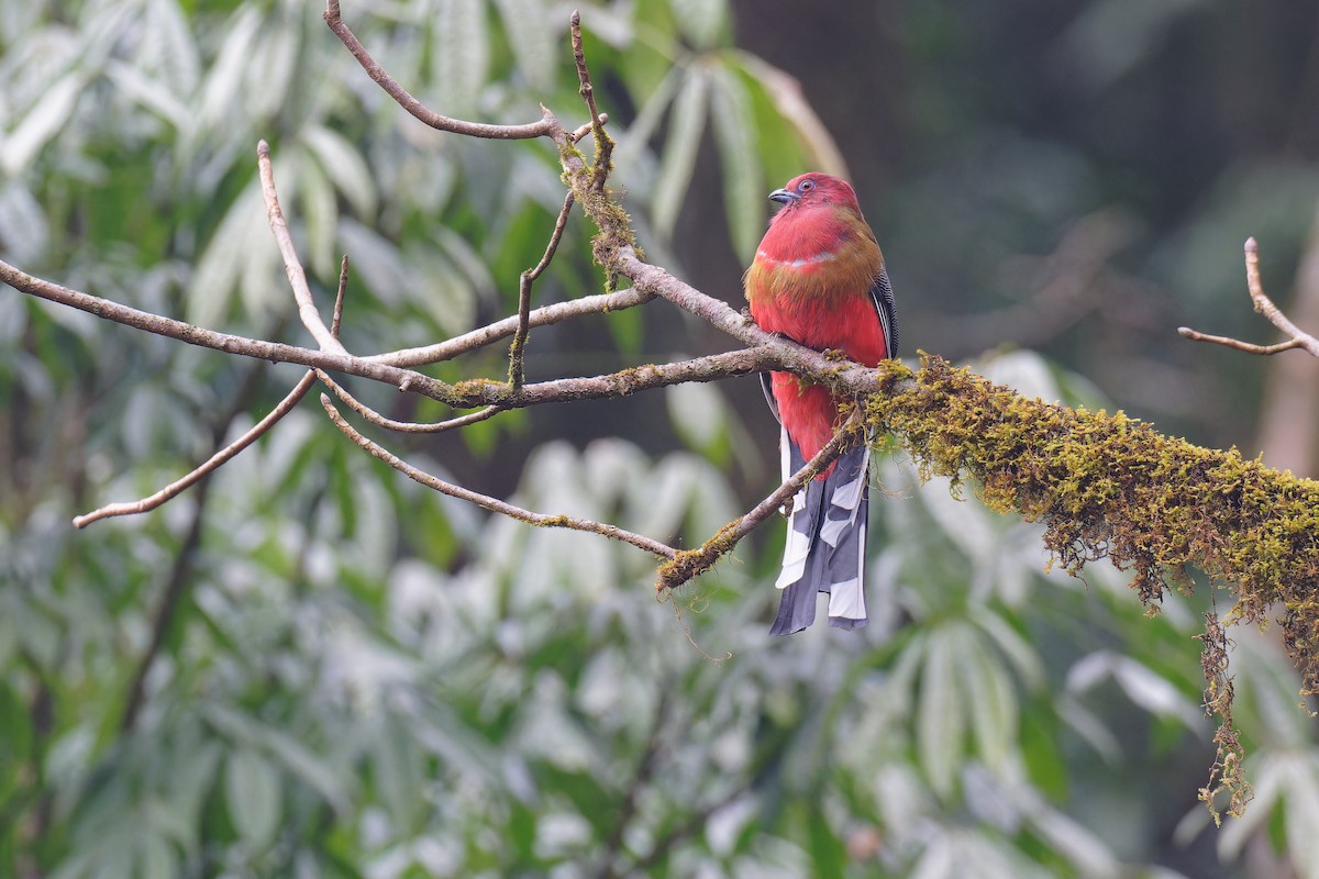 Red-headed Trogon - Vincent Wang