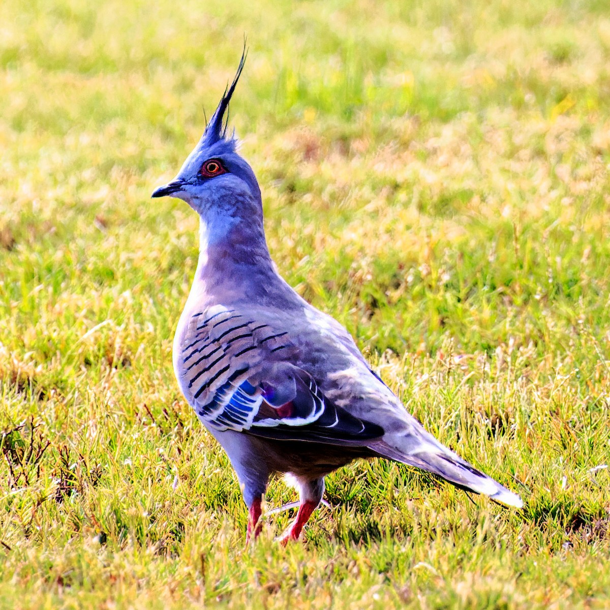 Crested Pigeon - ML613622520