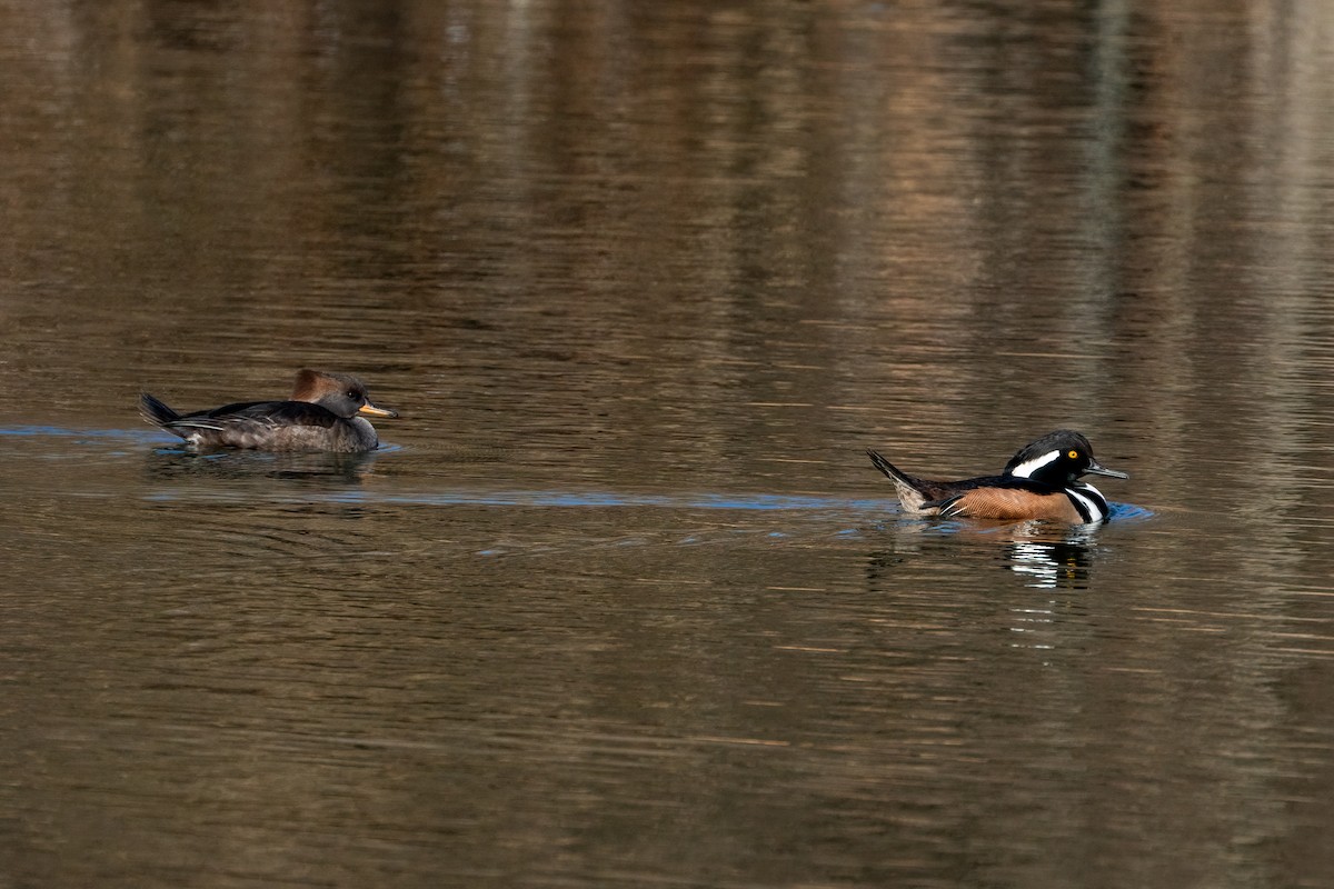 eBird Checklist 15 Dec 2023 Edgar M. Queeny County Park 36 species