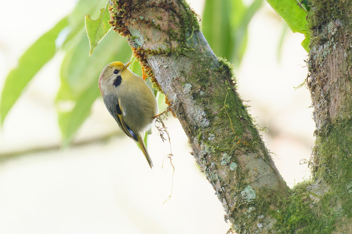 Gold-fronted Fulvetta - Vincent Wang