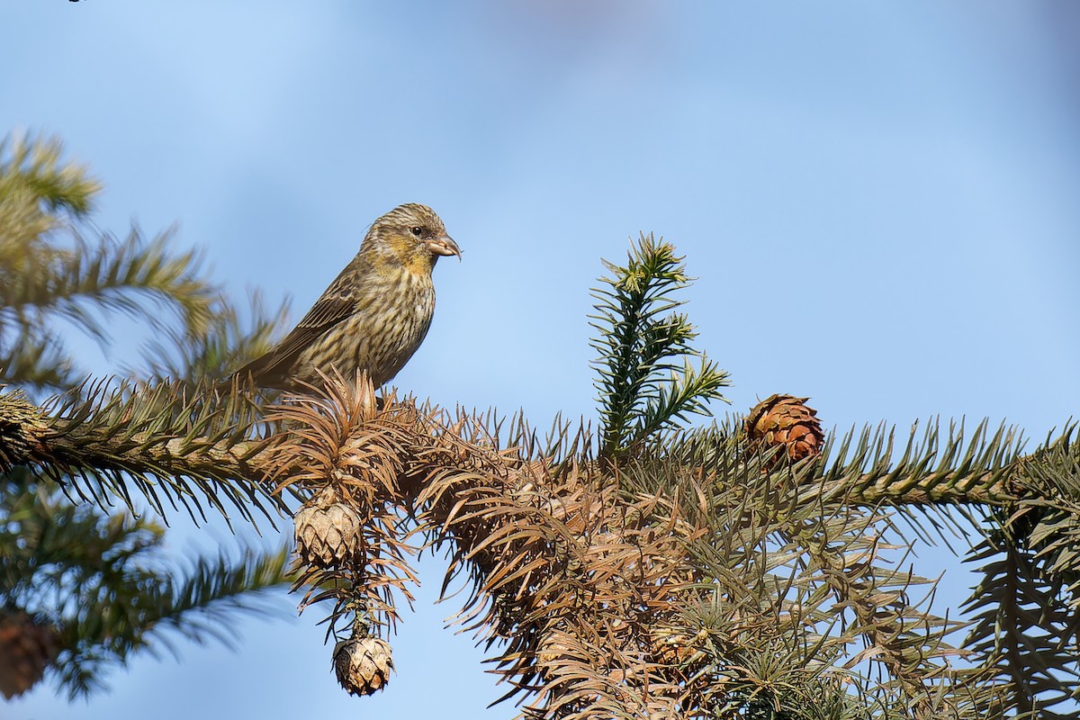 Red Crossbill (Himalayan) - ML613622938