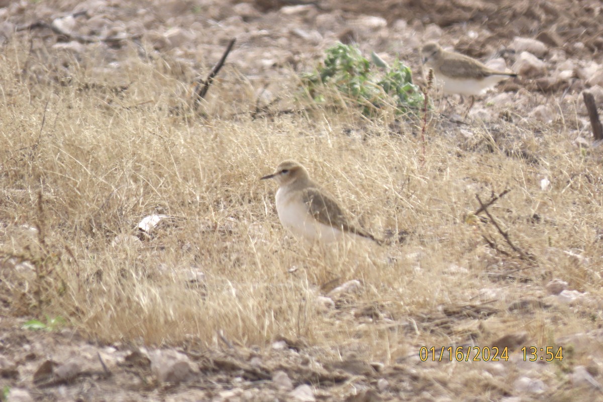 Mountain Plover - Cindy & Mike Venus