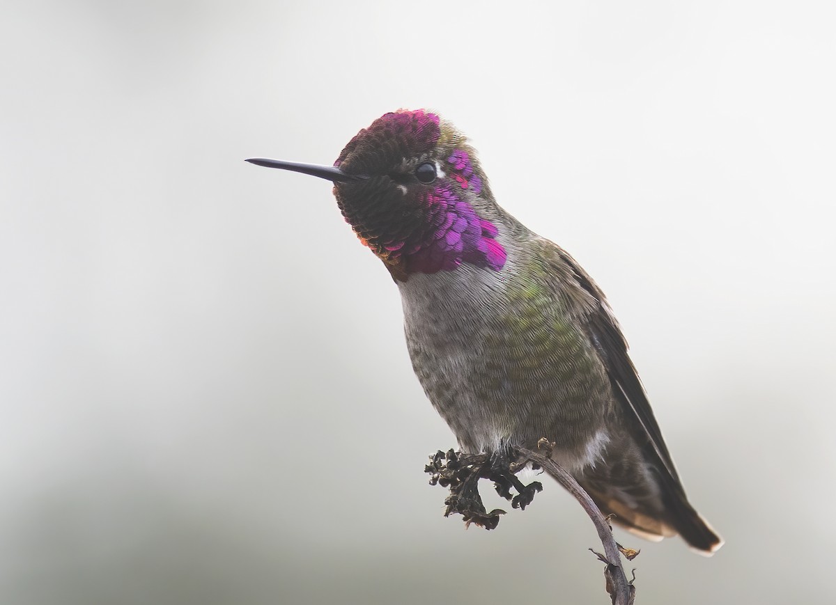 Anna's Hummingbird - Jerry Ting
