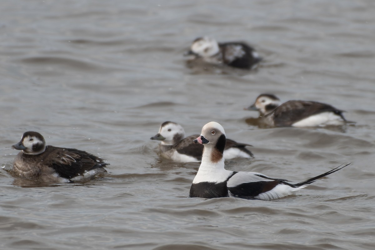 Long-tailed Duck - ML613624477