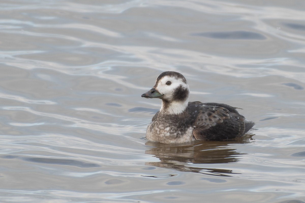 Long-tailed Duck - ML613624497