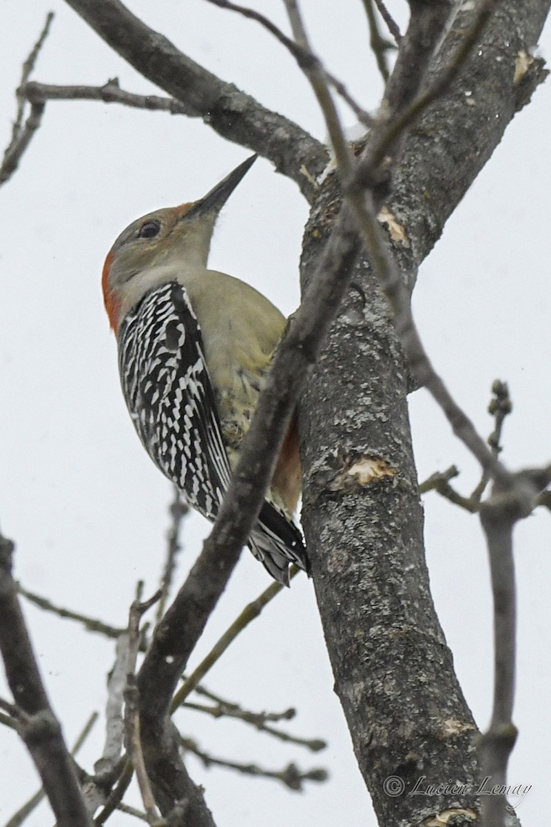 Red-bellied Woodpecker - ML613624718