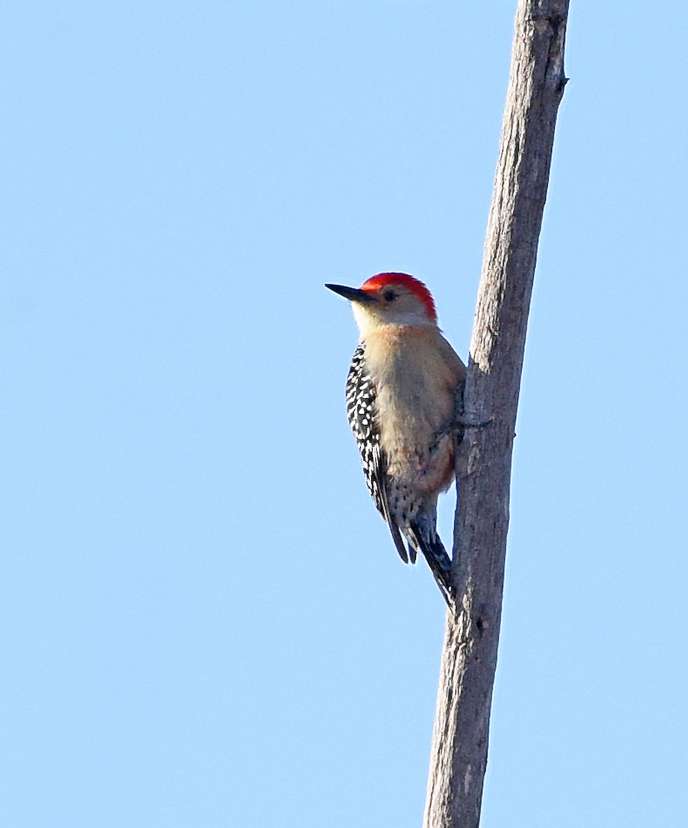 Red-bellied Woodpecker - Steven Mlodinow