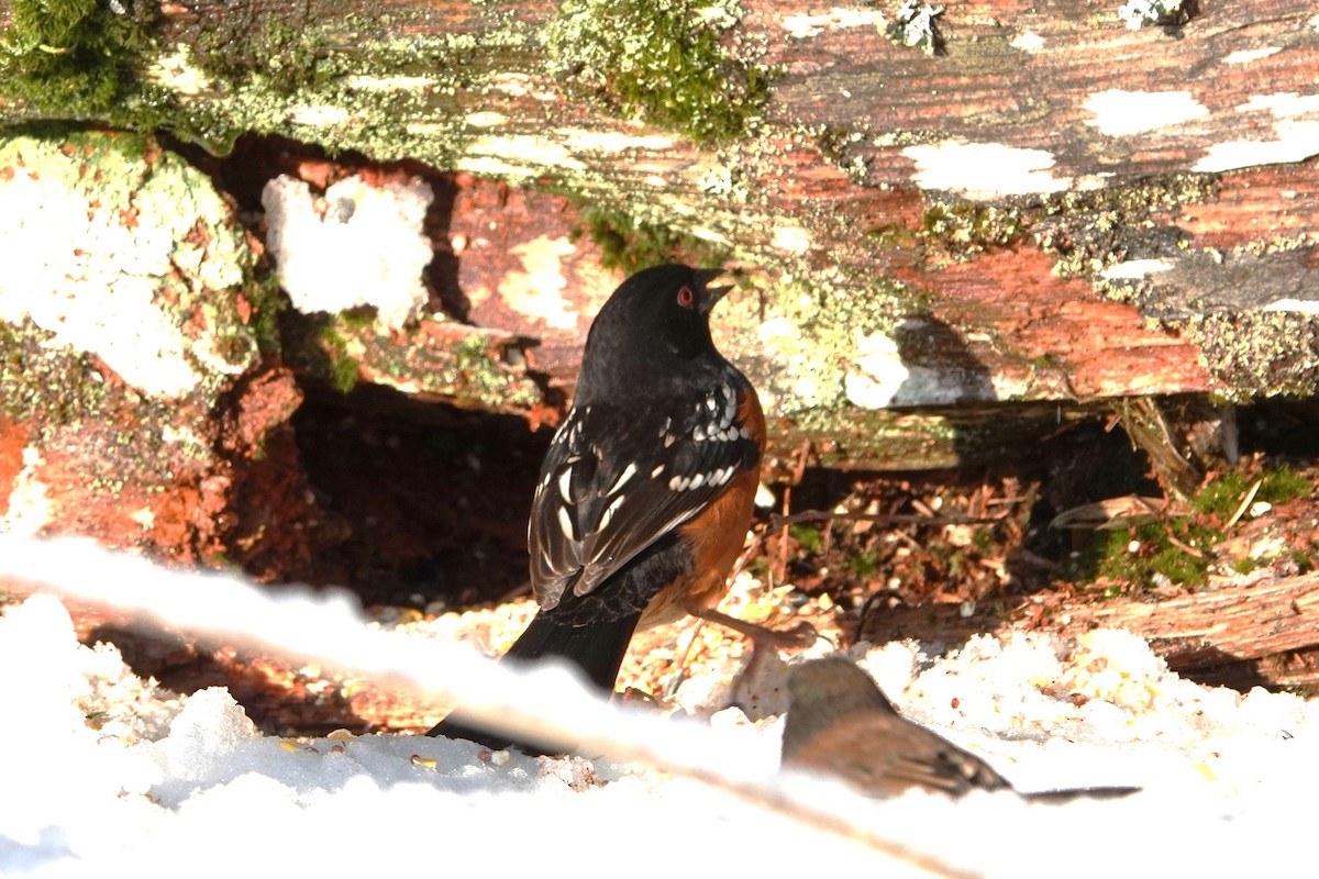 Spotted Towhee - ML613624793