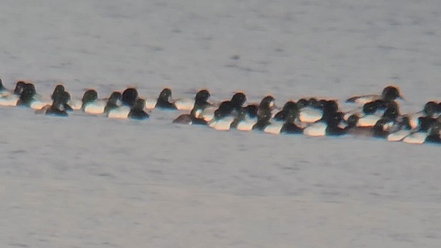 Greater Scaup - ML613625228