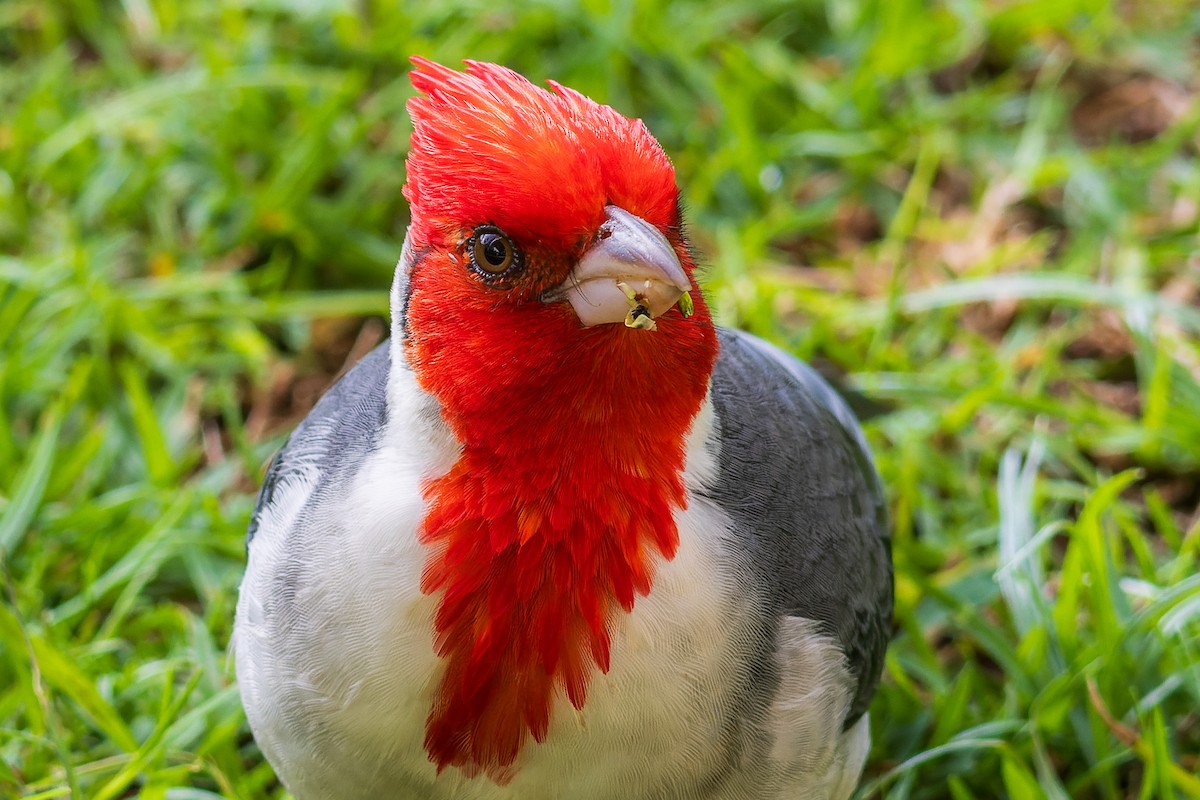 Red-crested Cardinal - ML613625529