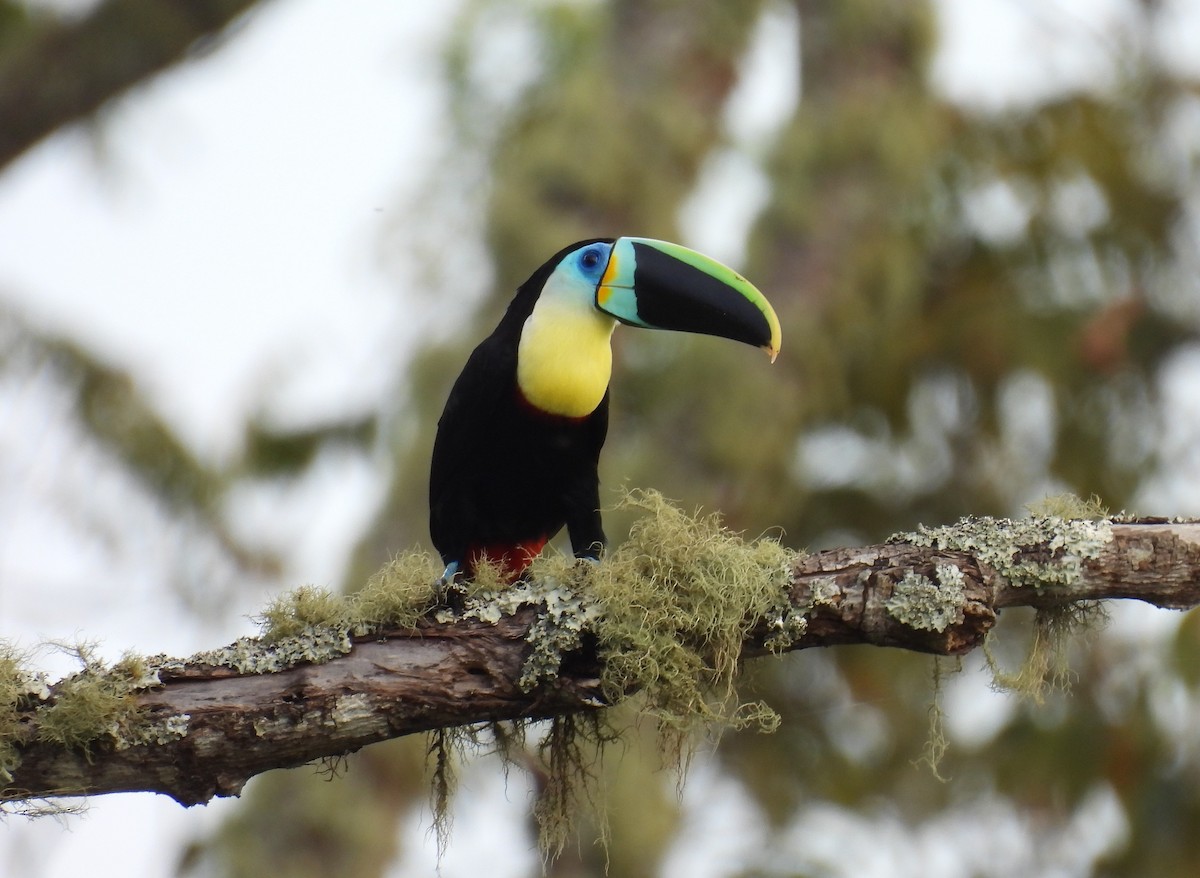 Channel-billed Toucan (Citron-throated) - ML613625700