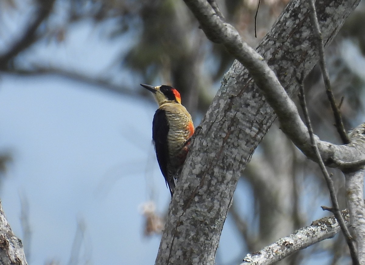 Beautiful Woodpecker - ML613625704