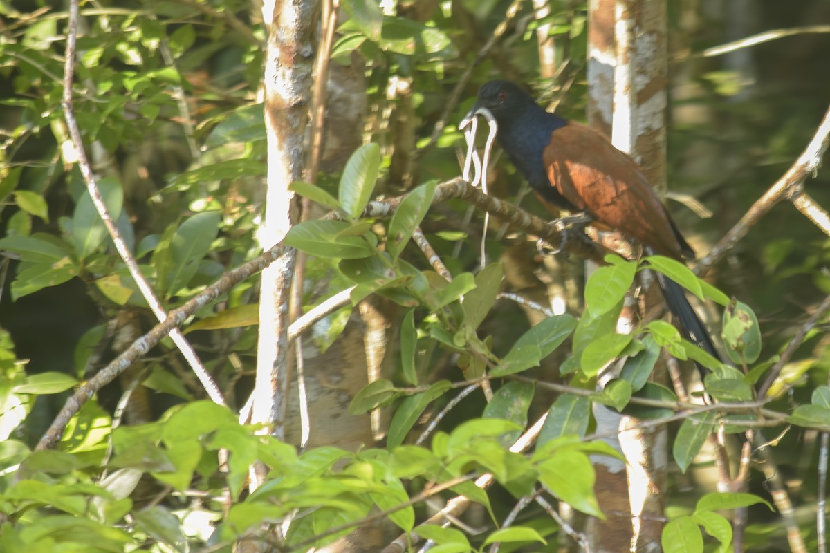 Greater Coucal - ML613625801