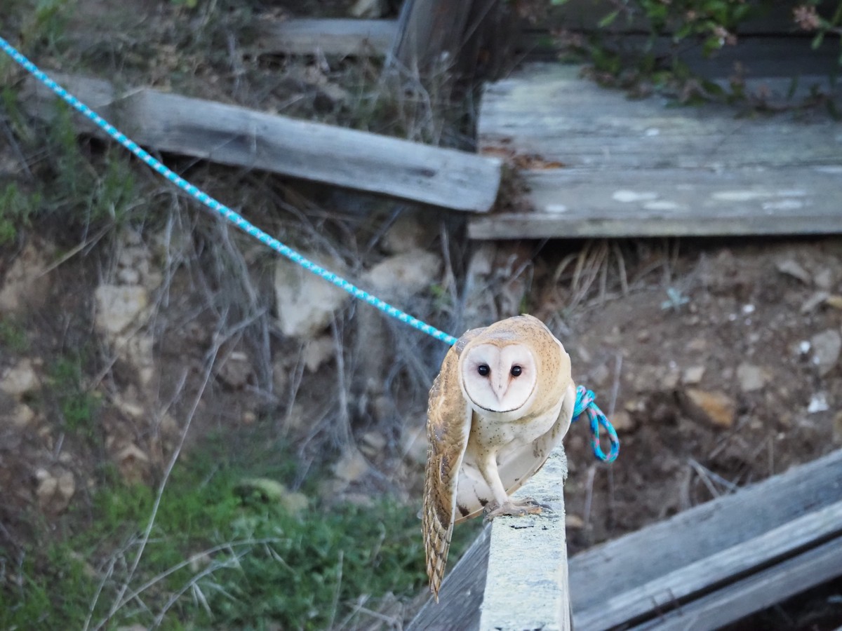 Barn Owl - Kandace Glanville