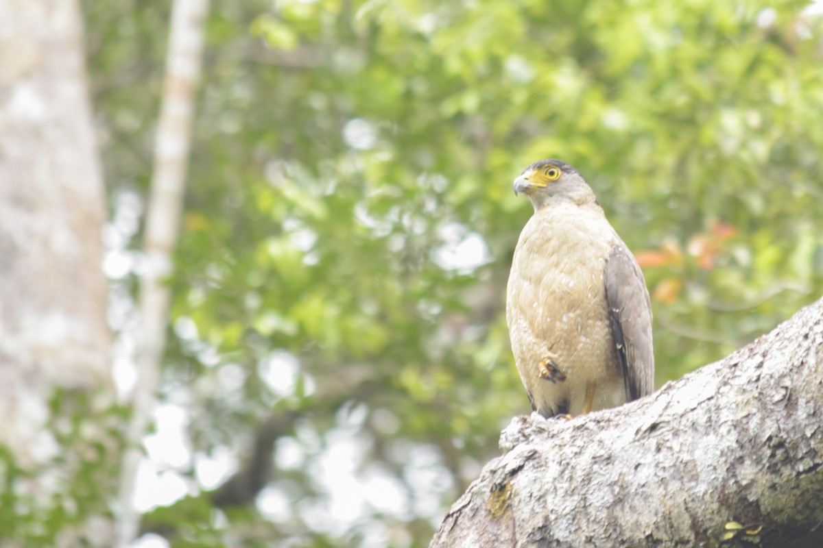 Crested Serpent-Eagle - ML613625904