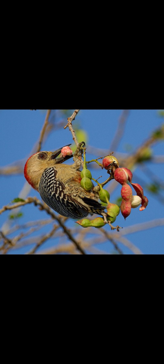 Red-crowned Woodpecker - Jorge Moisés Herrera R.
