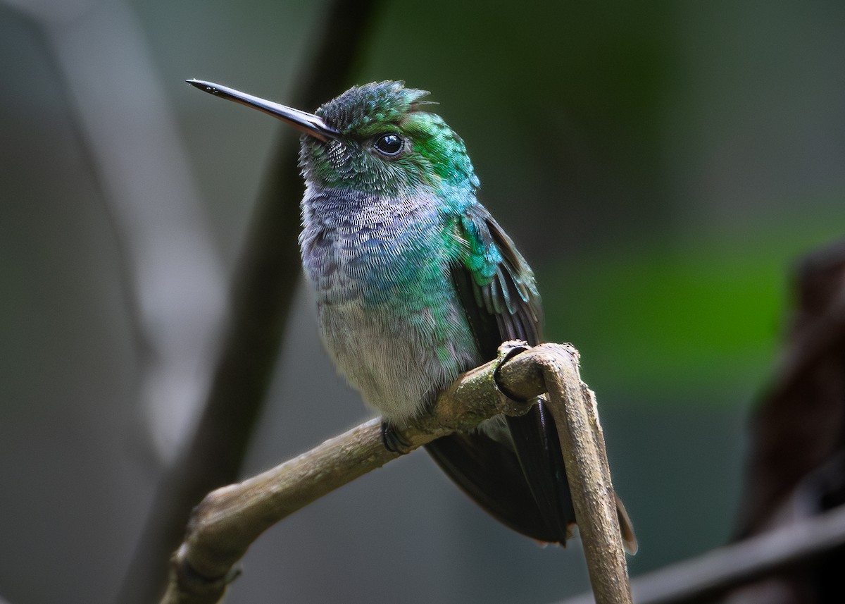 Blue-chested Hummingbird - ML613626430