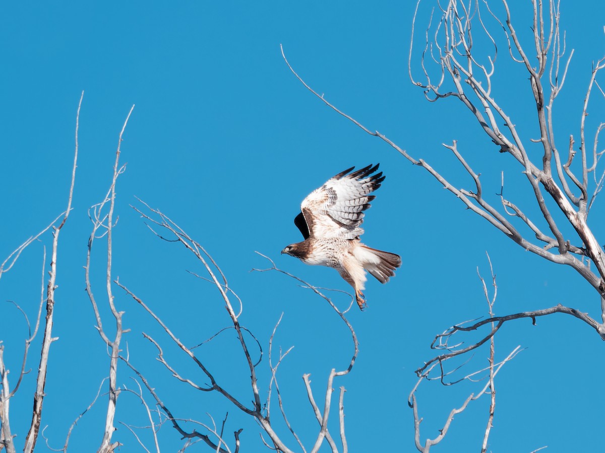 Red-tailed Hawk - ML613626520