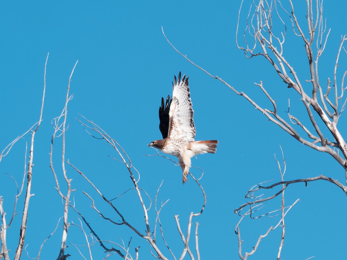 Red-tailed Hawk - Matthew Swoveland