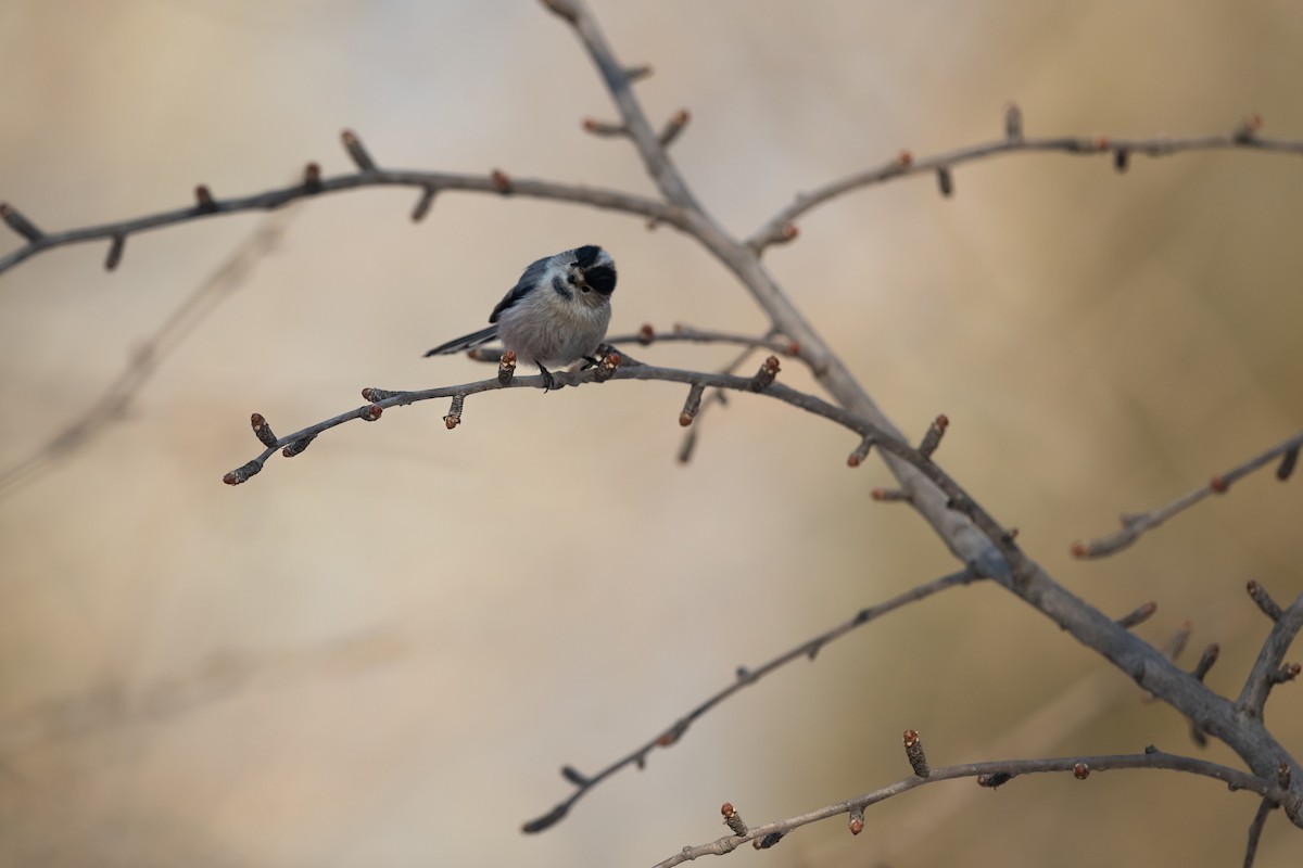 Silver-throated Tit - ML613626558