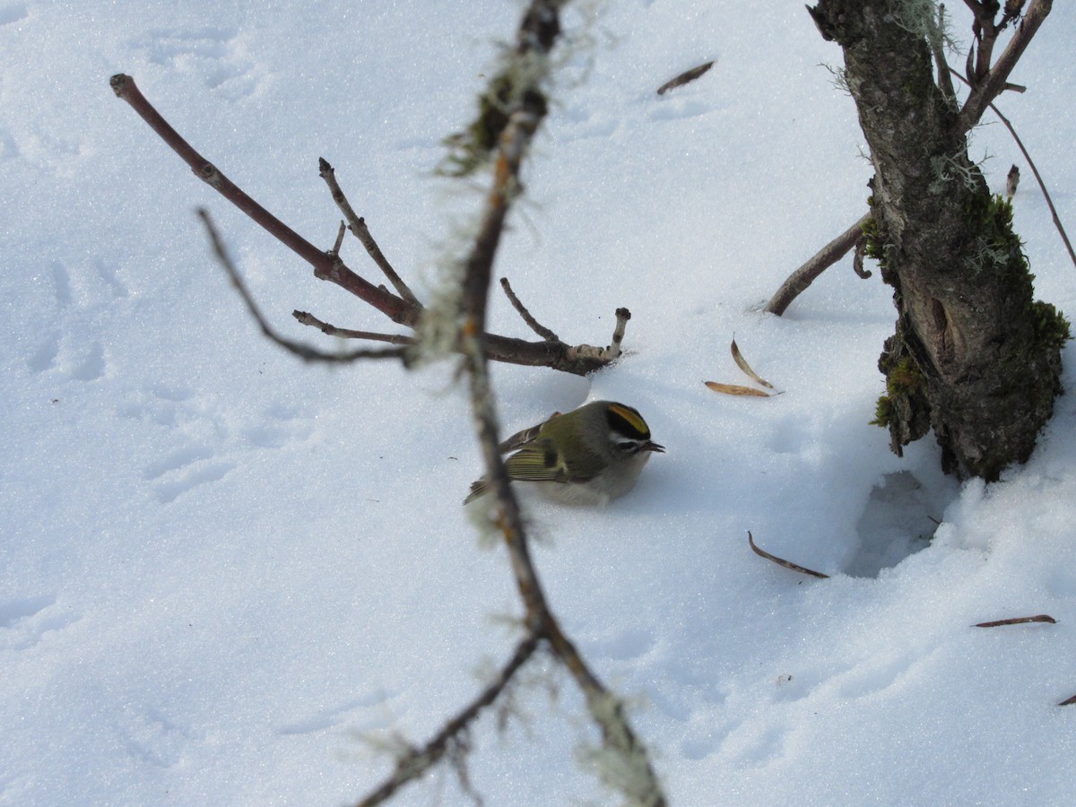 eBird Pacific Northwest Checklist - 16 Jan 2024 - Frenchman's Bar ...