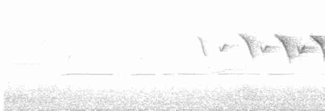 lesňáček černobílý - ML613626972