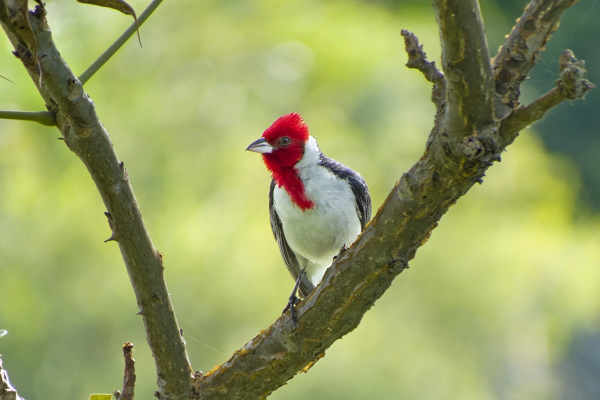 Red-crested Cardinal - Marco Silva