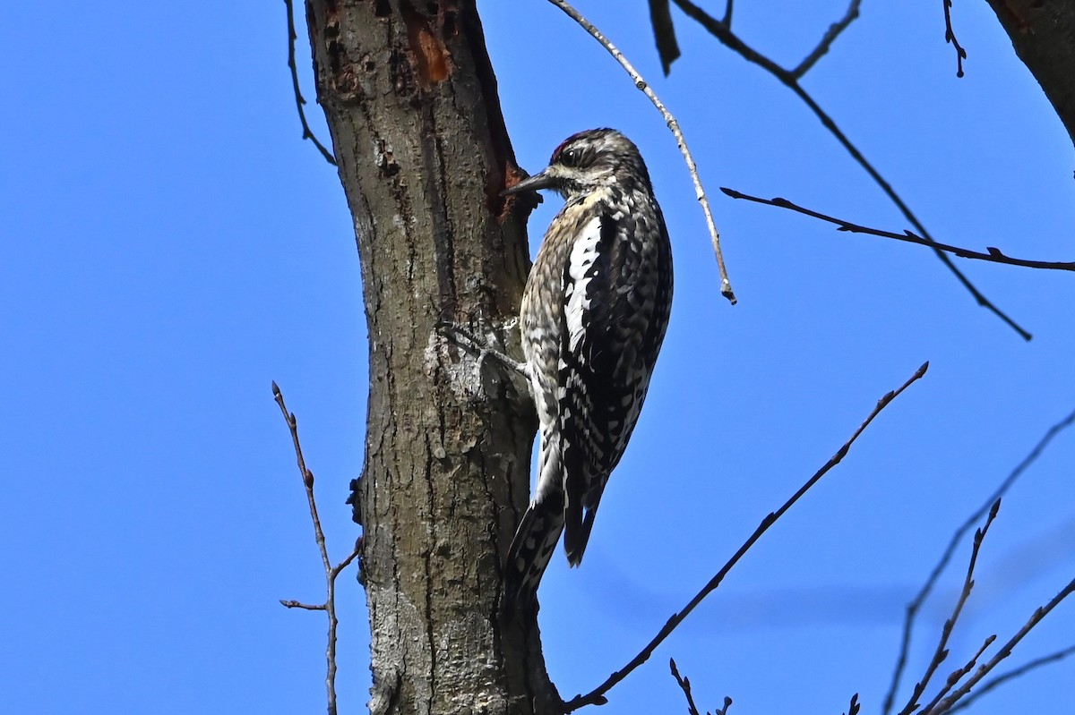 eBird Checklist 13 Jan 2024 Bear Creek Park (UTC 097) 22 species