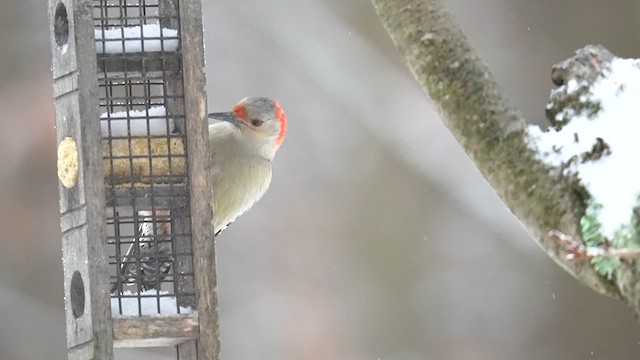 Red-bellied Woodpecker - ML613627516