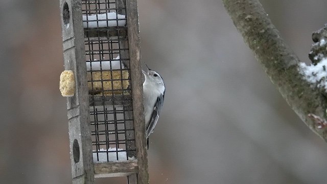 White-breasted Nuthatch (Eastern) - ML613627540