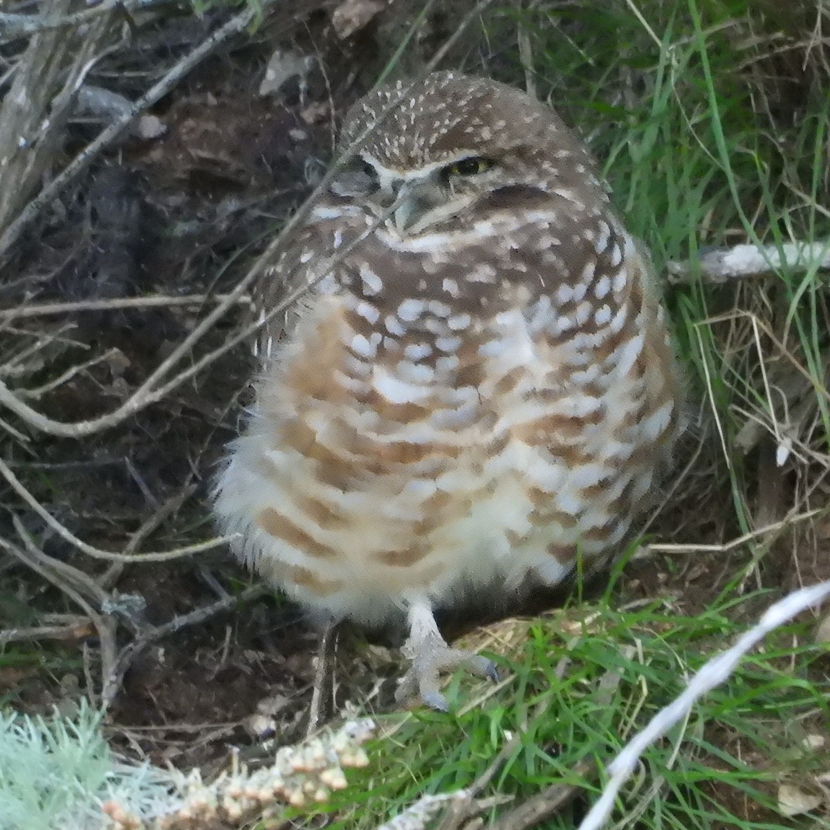 Burrowing Owl - ML613627569