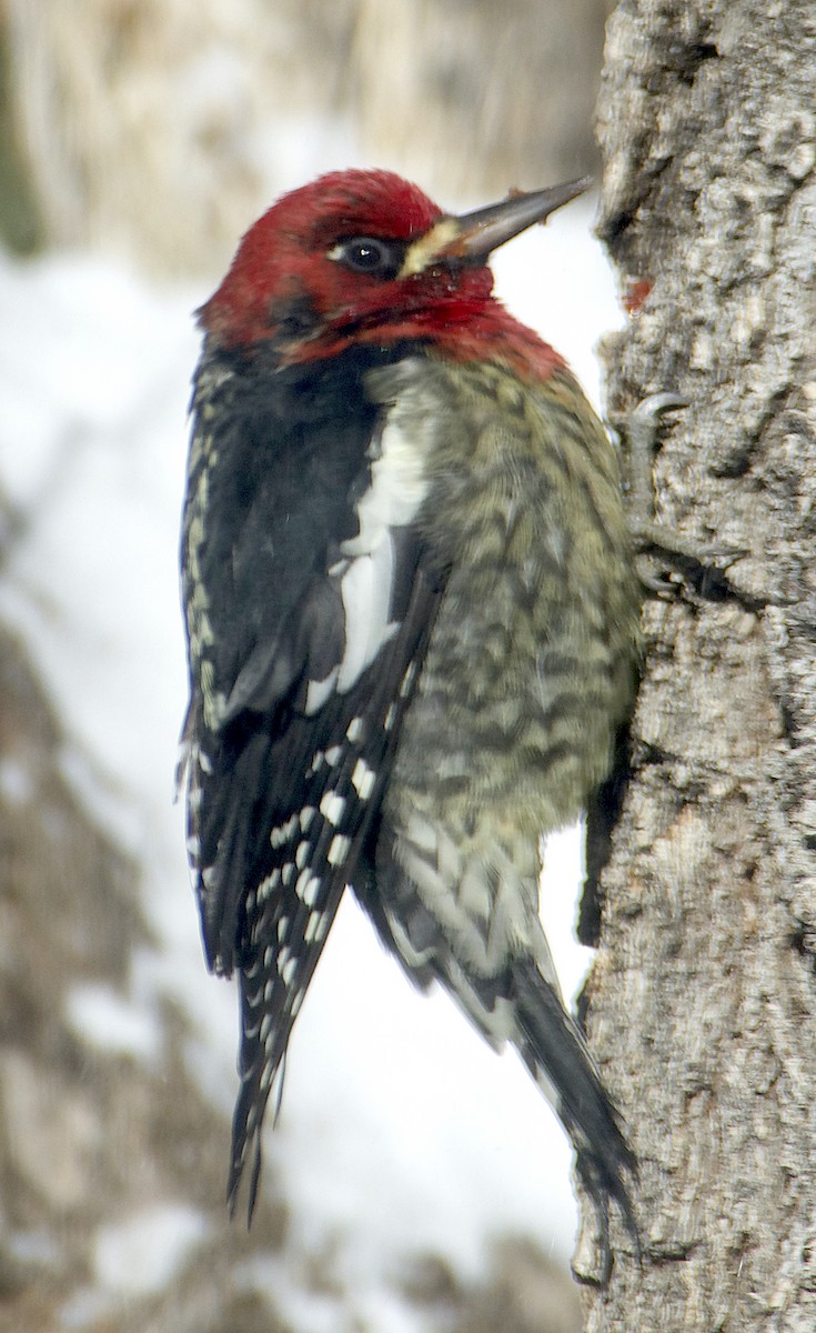 Red-breasted Sapsucker - ML613627818