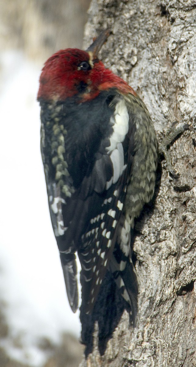 Red-breasted Sapsucker - ML613627832