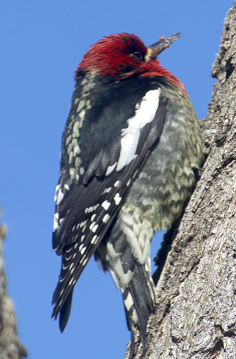 Red-breasted Sapsucker - ML613627852