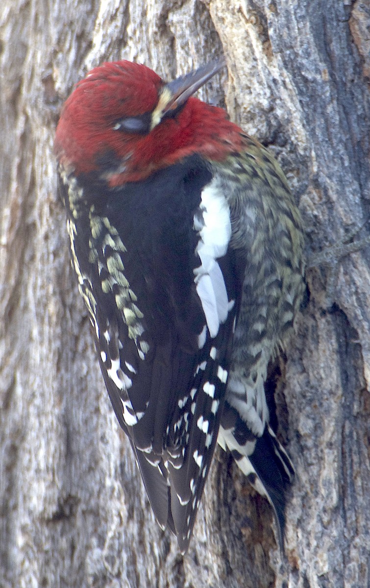 Red-breasted Sapsucker - ML613627863