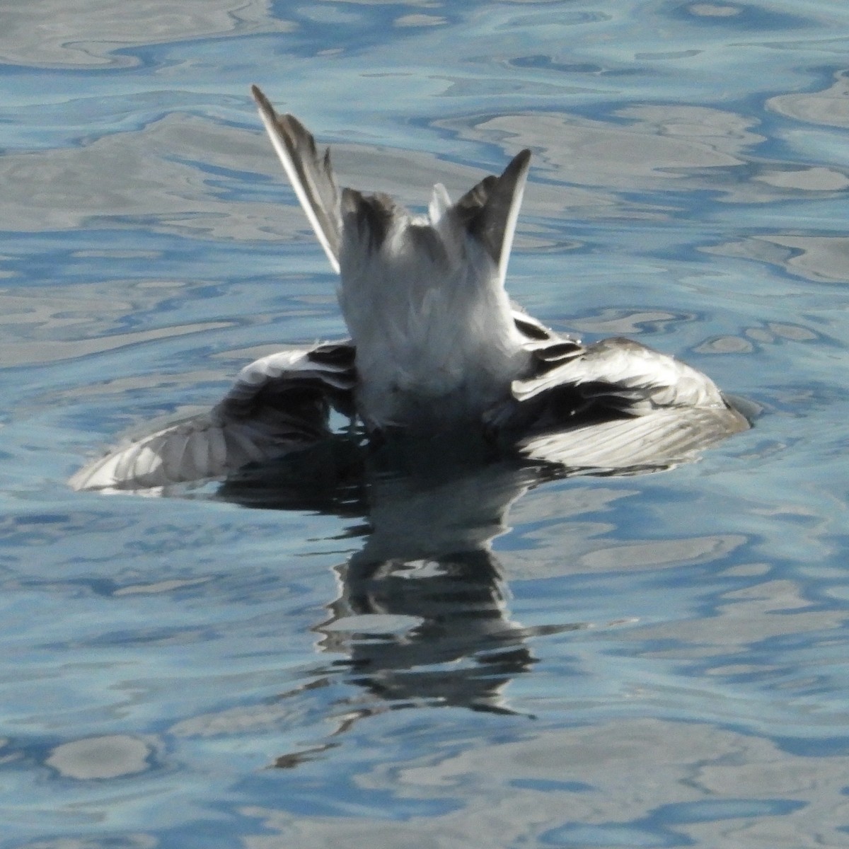 Fork-tailed Storm-Petrel - ML613628107
