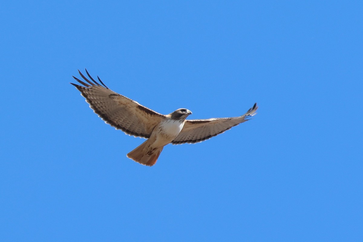 Red-tailed Hawk (fuertesi) - Tom Forwood JR