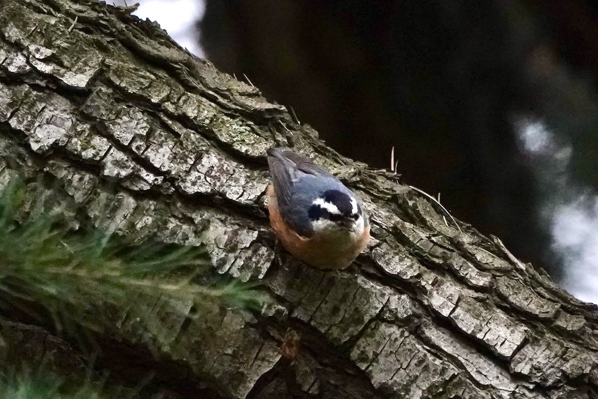 Red-breasted Nuthatch - ML613628877