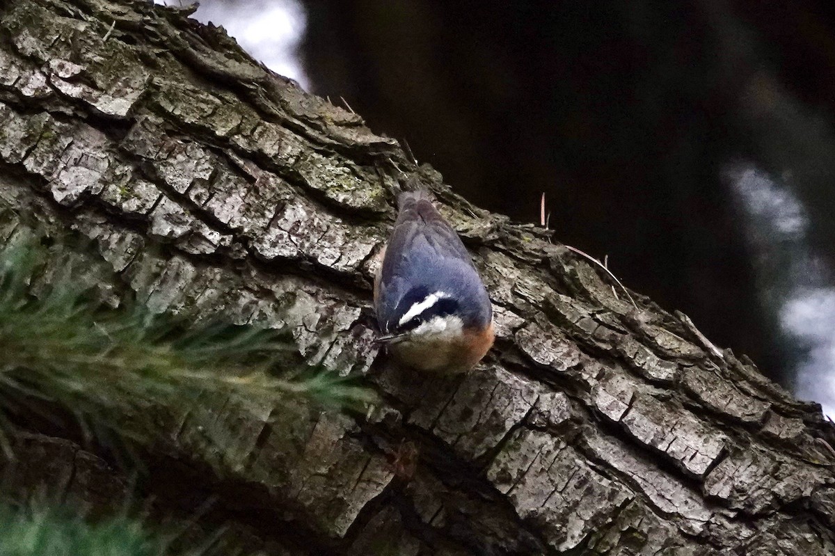 Red-breasted Nuthatch - ML613628878