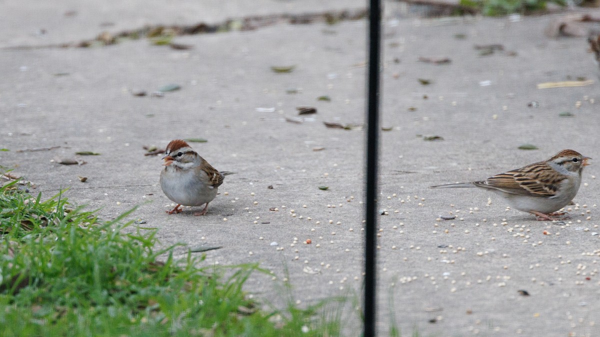 Chipping Sparrow - ML613629279