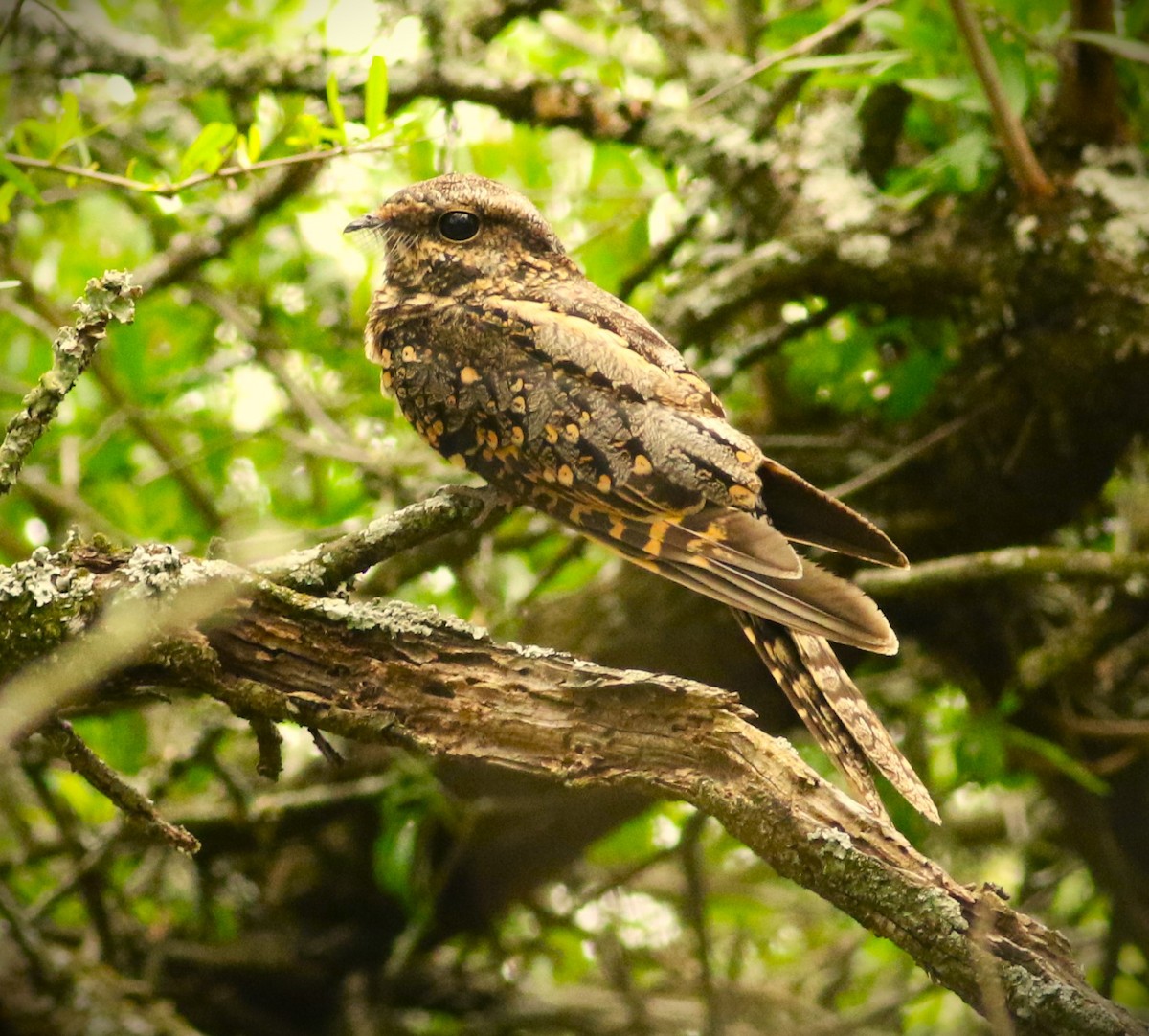 eBird Checklist 6 Jan 2024 Ceibas camino Arroyo Ñancay 15 species