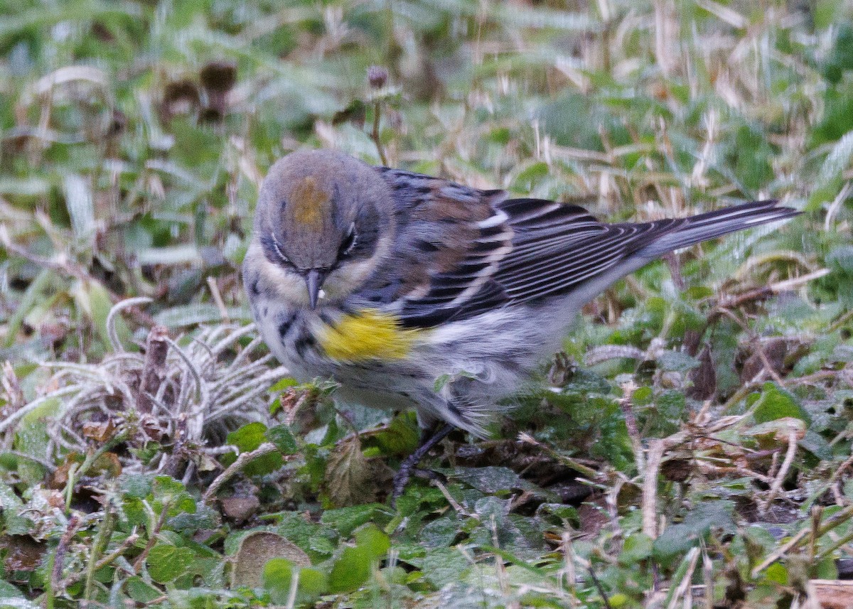 Yellow-rumped Warbler (Myrtle) - Graham Floyd