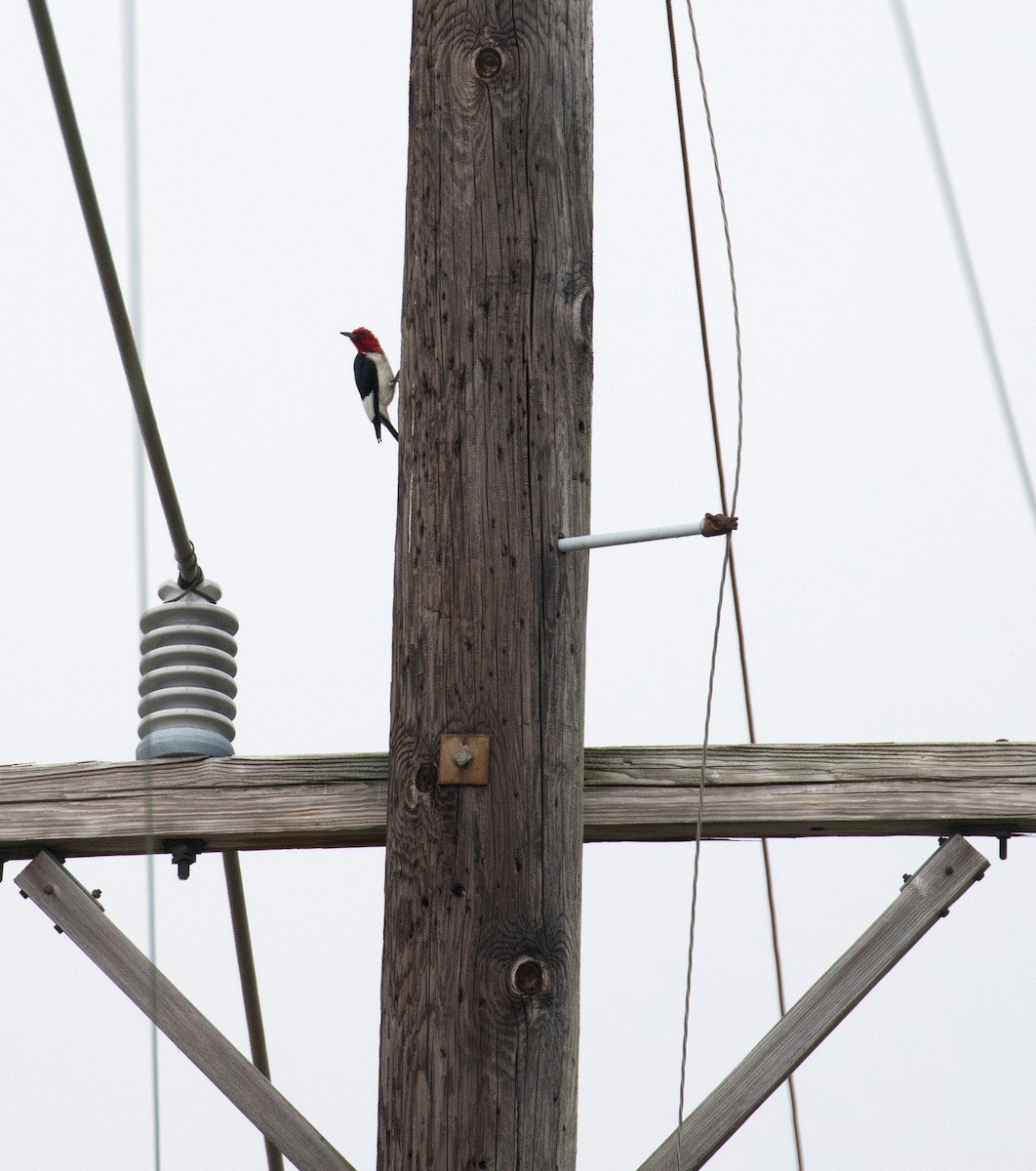 Red-headed Woodpecker - ML61362941