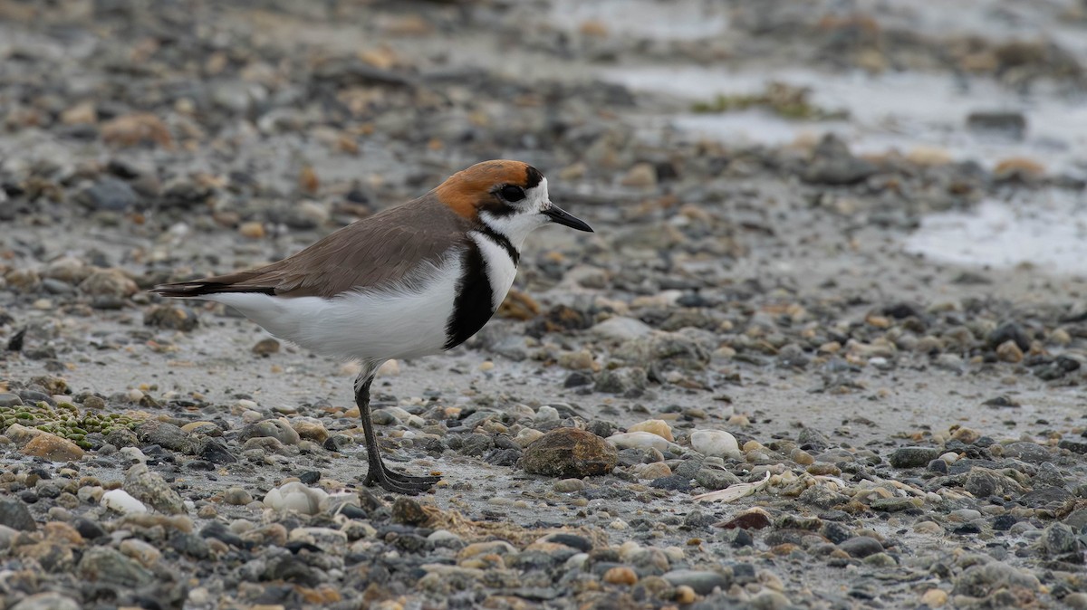 Two-banded Plover - ML613629894