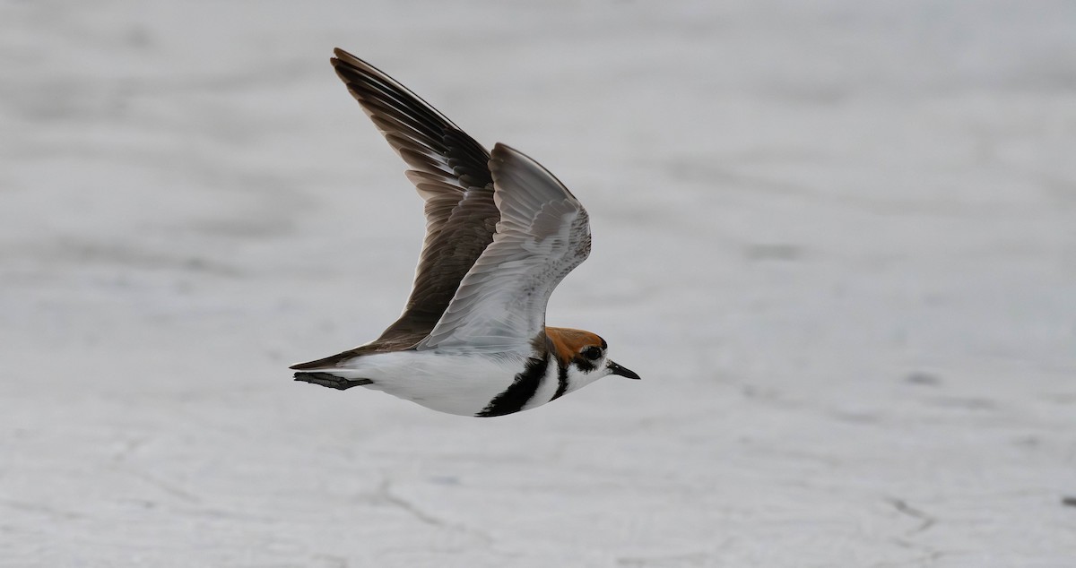 Two-banded Plover - ML613629895