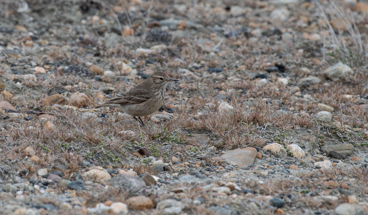 Common Miner (Patagonian) - ML613629919