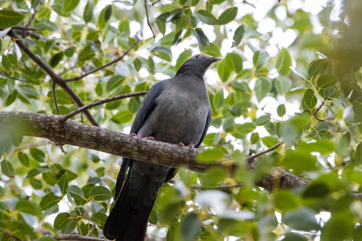 White-crowned Pigeon - ML613630622
