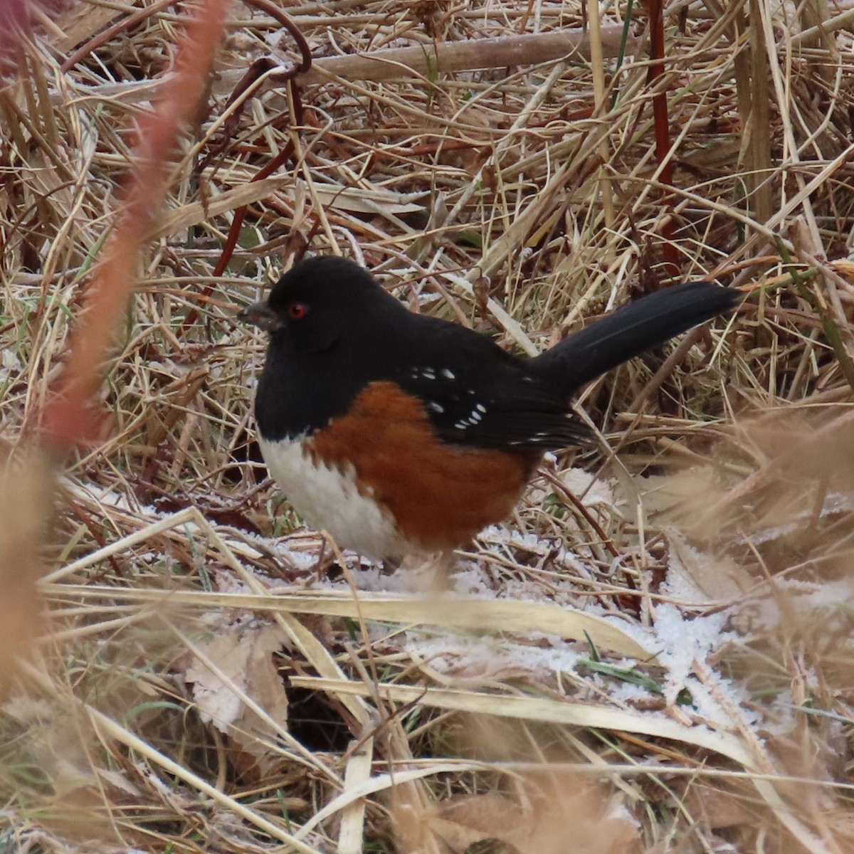 Spotted Towhee - ML613631034