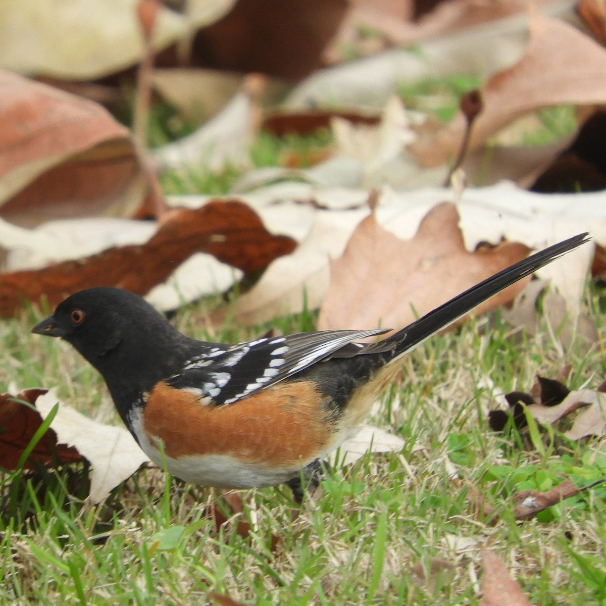 Spotted Towhee - ML613631152
